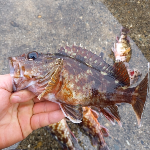 カサゴの釣果