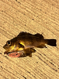 アオメバルの釣果