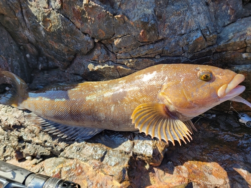 アイナメの釣果