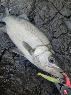 ヒラスズキの釣果