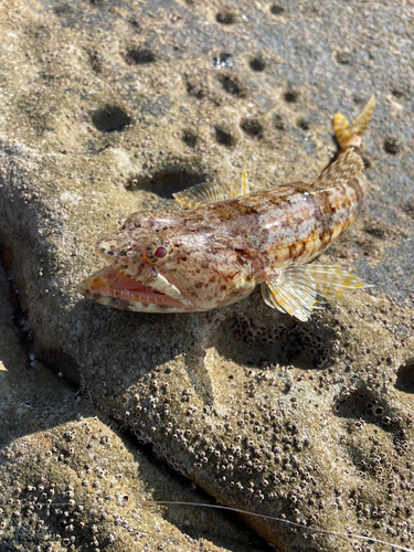 エソの釣果