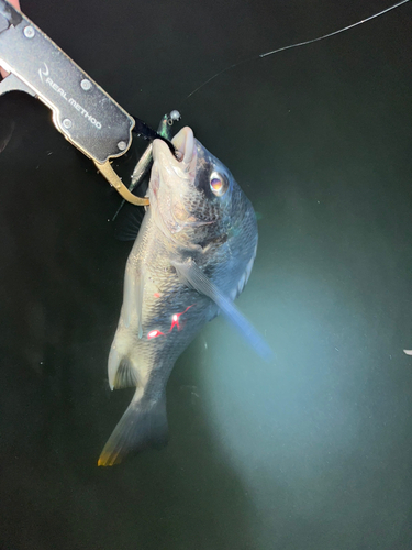 キビレの釣果