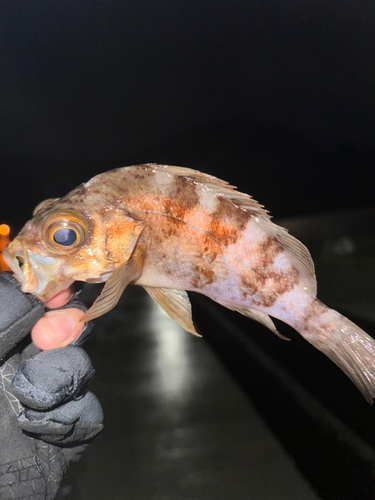 メバルの釣果