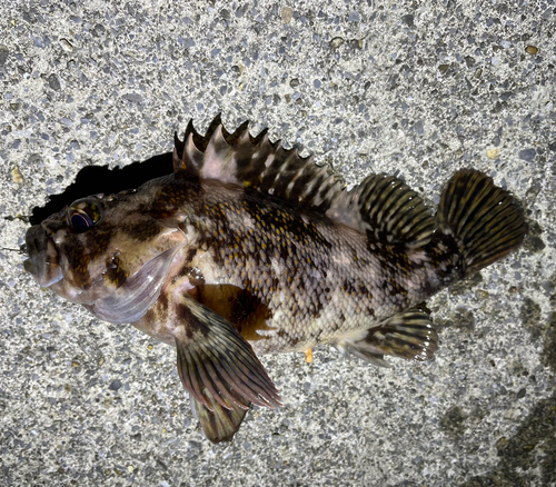 オウゴンムラソイの釣果