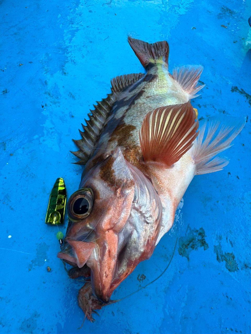 ファンタグレープさんの釣果 2枚目の画像