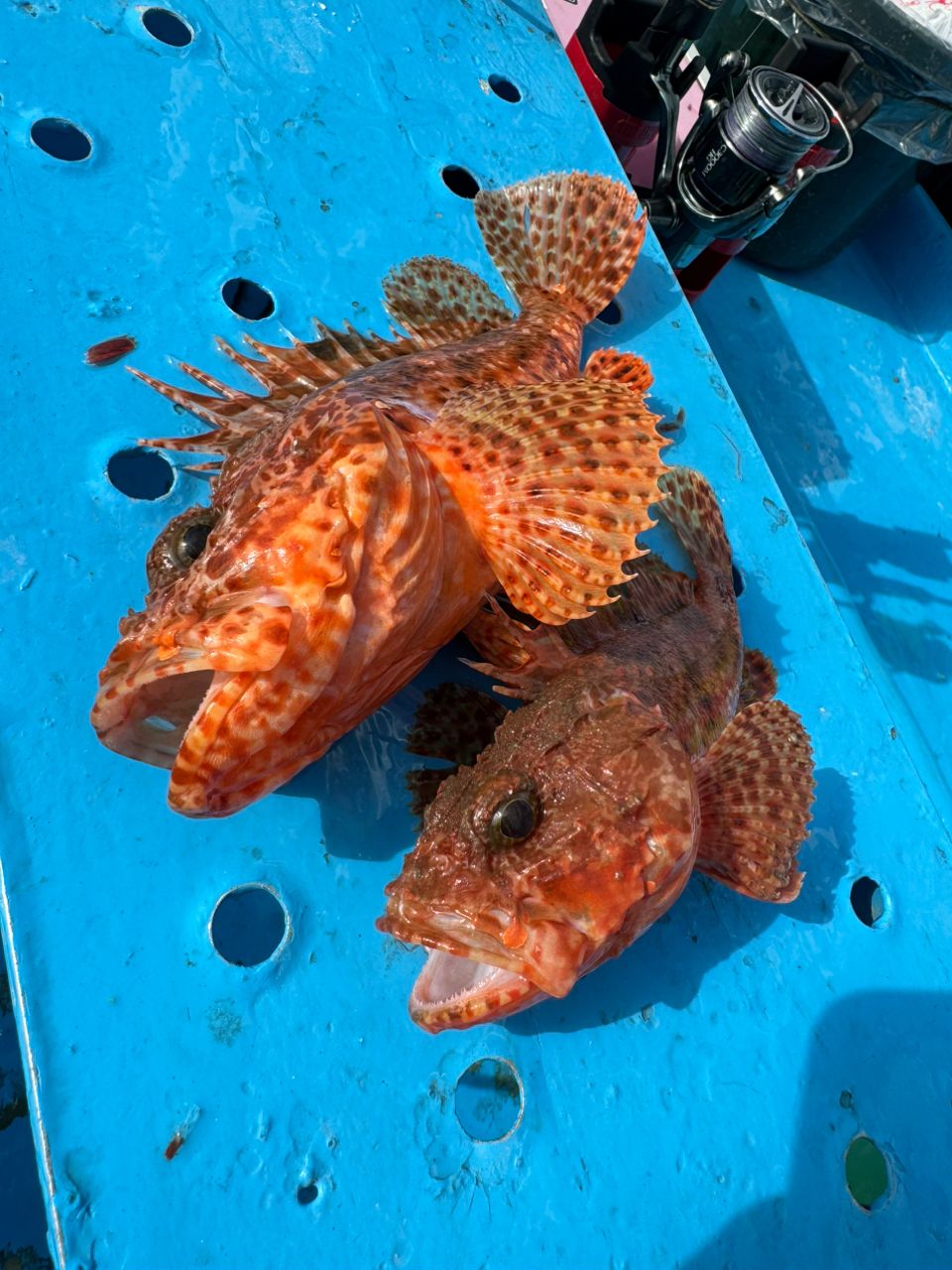 ファンタグレープさんの釣果 3枚目の画像