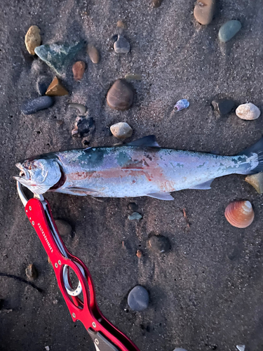 サクラマスの釣果