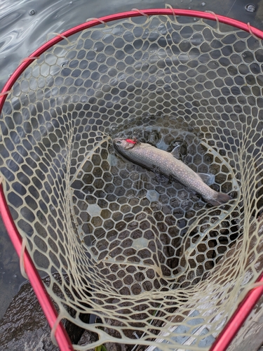 ニジマスの釣果