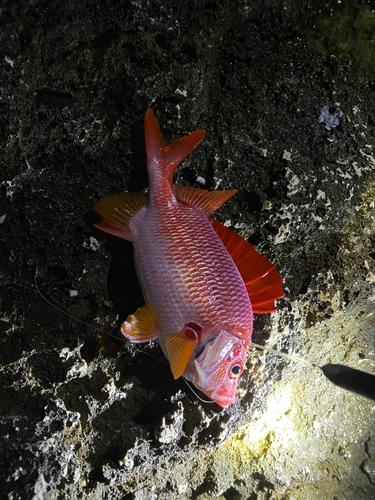 トガリエビスの釣果