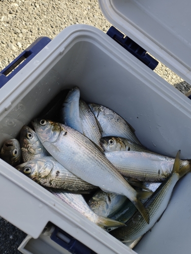 コノシロの釣果