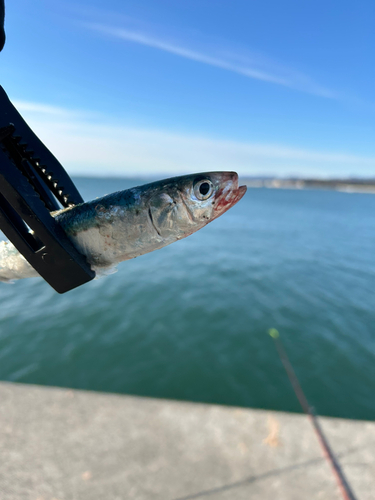 マイワシの釣果