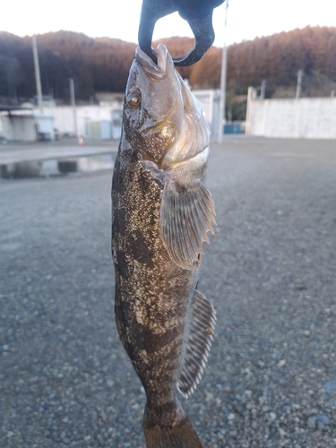 アイナメの釣果