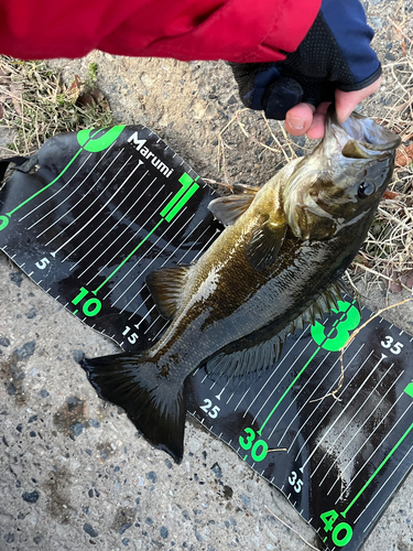 スモールマウスバスの釣果