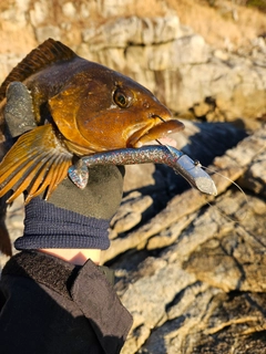 オウゴンムラソイの釣果