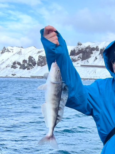 ホッケの釣果