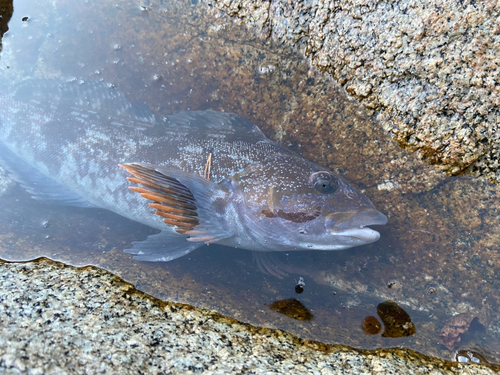 アイナメの釣果