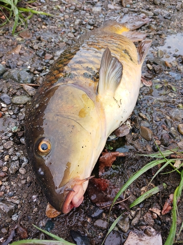 コイの釣果