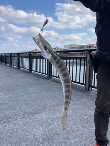 カマスの釣果