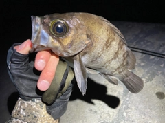 メバルの釣果