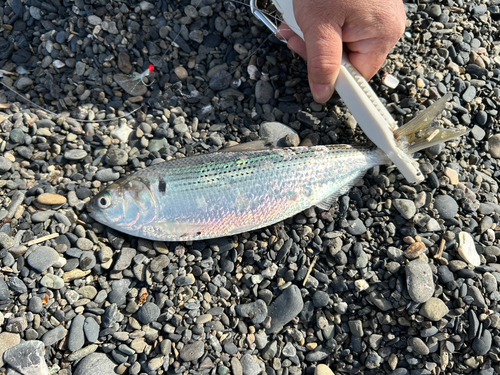 コノシロの釣果