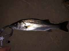 セイゴ（マルスズキ）の釣果