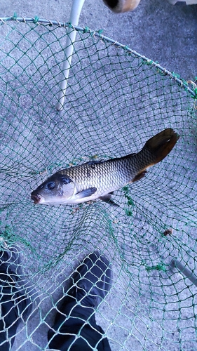 コイの釣果