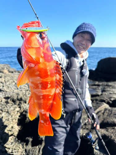 アカハタの釣果