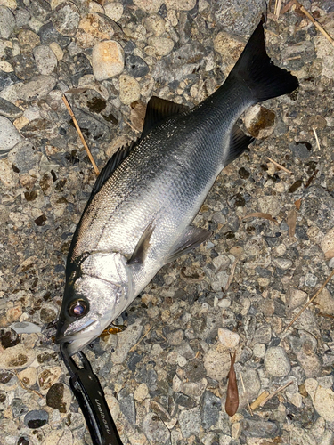 ヒラスズキの釣果