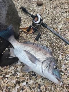 チヌの釣果