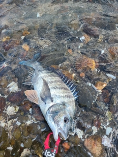 チヌの釣果