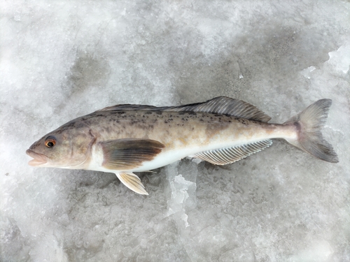 ホッケの釣果