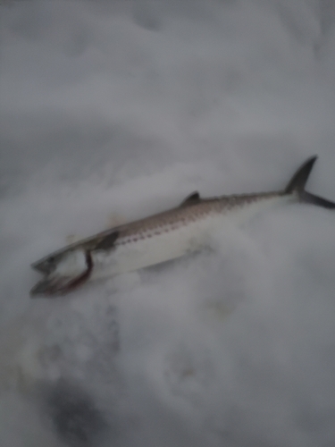 サゴシの釣果