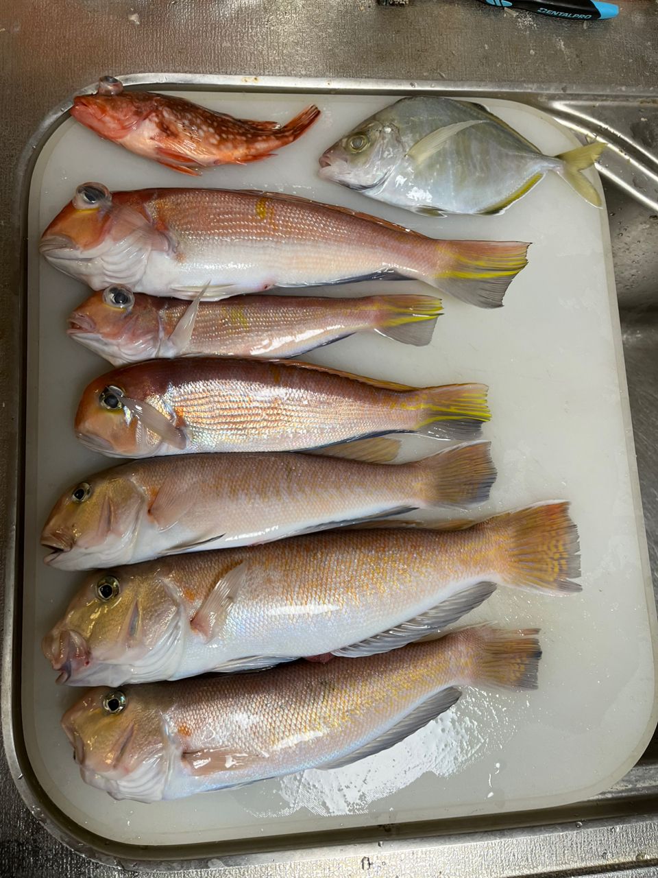 ロードグライダーさんの釣果 2枚目の画像