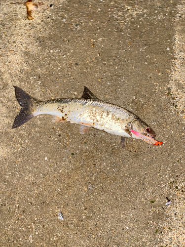 マルタウグイの釣果