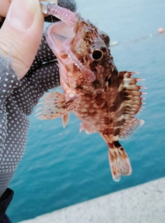 アラカブの釣果