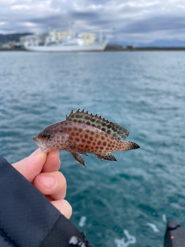 オオモンハタの釣果