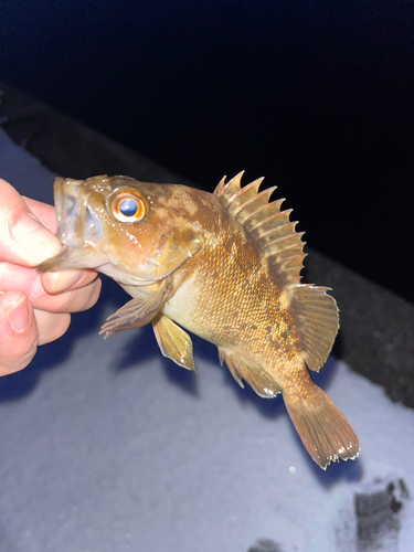 エゾメバルの釣果