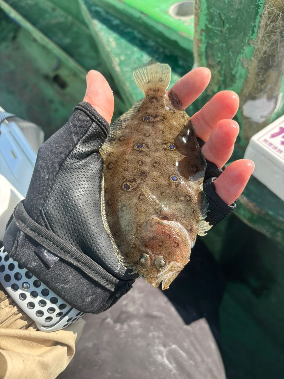 アキ130さんの釣果 2枚目の画像