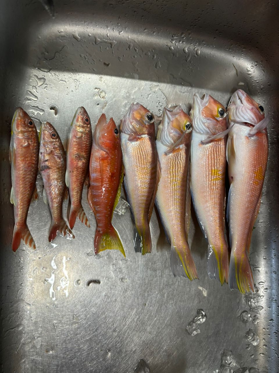 アキ130さんの釣果 3枚目の画像