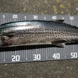 minnow忠敬の釣果