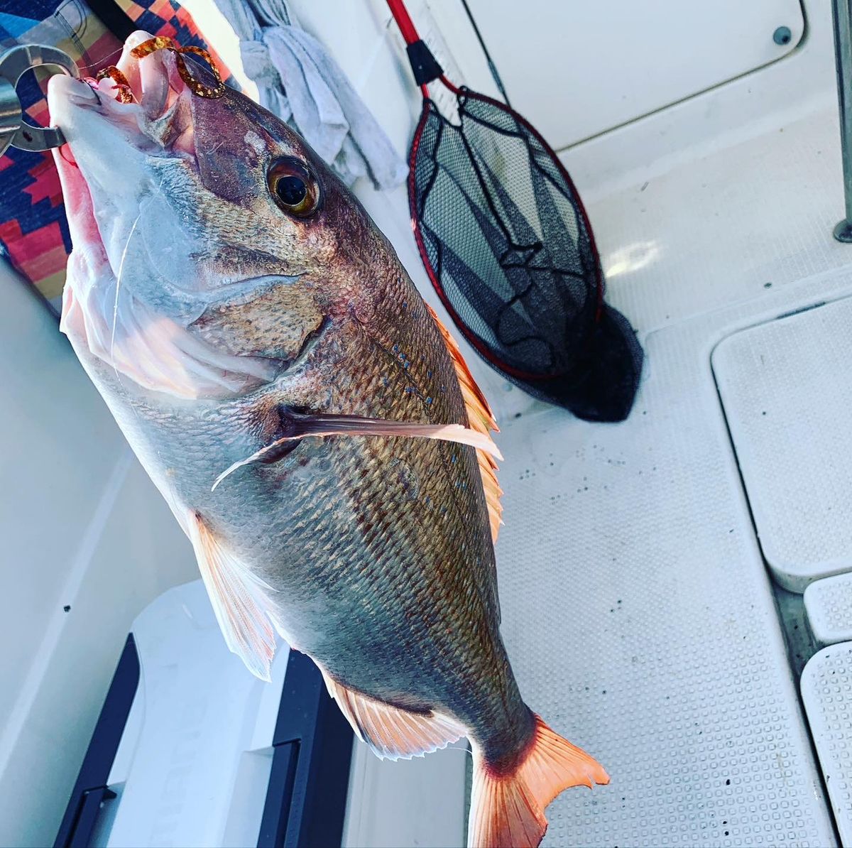 西川湧馬さんの釣果 3枚目の画像