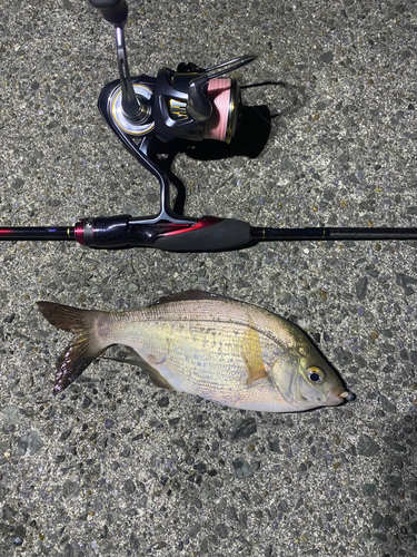 ウミタナゴの釣果