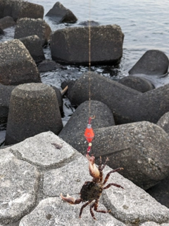 カニの釣果