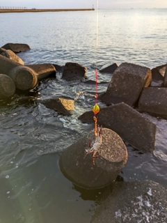 カニの釣果