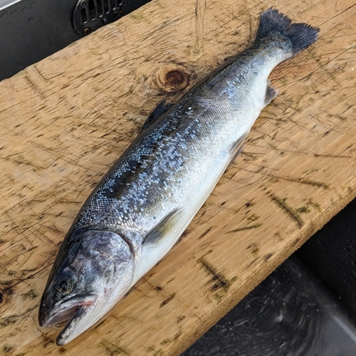 レインボートラウトの釣果