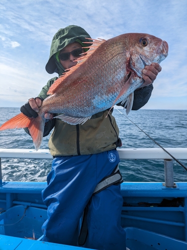 マダイの釣果