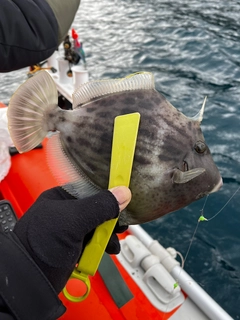 カワハギの釣果