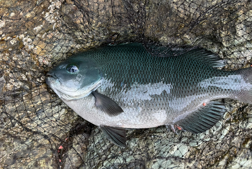 クチブトグレの釣果