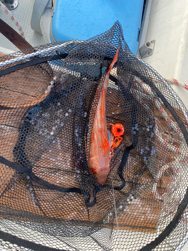 ホウボウの釣果