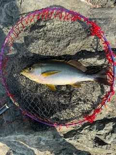 イサキの釣果